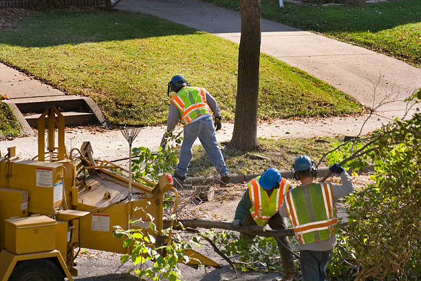 Leaf Removal in Bridgeport, IL